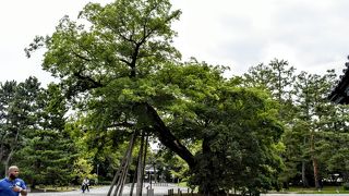 樹齢３００年以上というれる巨木