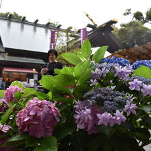 梅雨時には紫陽花も咲きます。