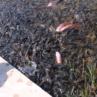 ラグーンにはたくさんの魚。餌をあげる事ができます。