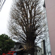 稼穡稲荷社の大イチョウ