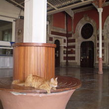 シルケジ駅構内の猫