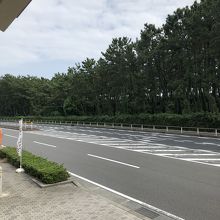 店舗前の国道…防砂林の向こうは相模湾だ