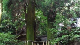 見上げて下さい