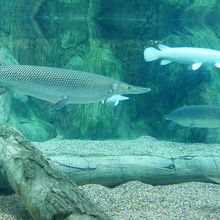 Alligator gar　ミシシッピ