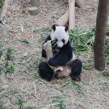パンダ