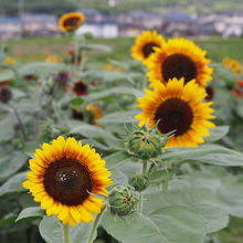 ひまわり園のひまわりです。