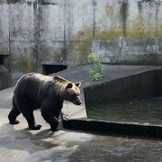 熊牧場があるお土産物屋