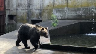 熊牧場があるお土産物屋