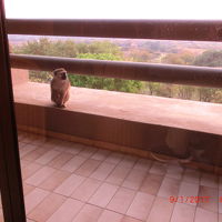 バルコニーに猿が
