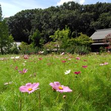 コスモスが咲く里山の風景