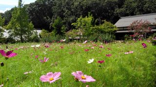 入場無料で気軽に楽しめる