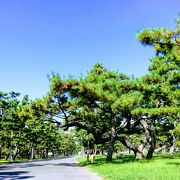 名松100選の美しい松林を誇る公園です