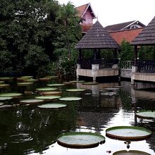 人間が乗れると言われるオオオニバスが浮かぶ池