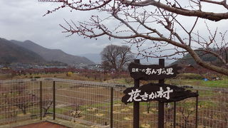 満開なら圧巻のピンク色のはず・・・