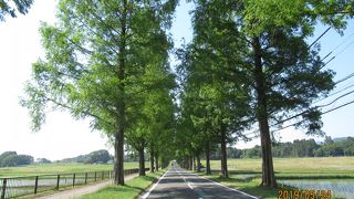 憧れのメタセコイアです