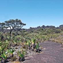 三国国境を越え、ブラジル側ロライマ山の山頂