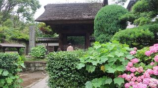 鎌倉の紫陽花名所（３）極楽寺 ♪