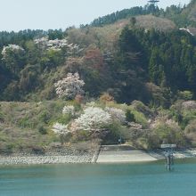 対岸の斜面にも桜