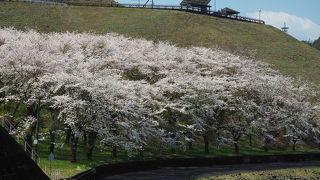 湖畔の斜面の桜が美しい