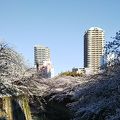 神田川と桜