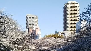 神田川と桜