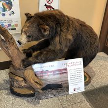 熊の剥製