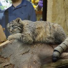 マヌルネコやハシビロコウのいる動物園 By たびめっこ 那須どうぶつ王国のクチコミ フォートラベル