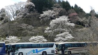 昨年に続いて吉野山