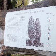 今は若木なんですね。納得。