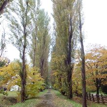 昔のこんもり感がないです。