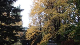 秋から冬はさみしい。
