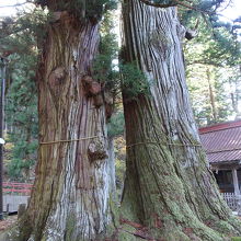夫婦杉になっている