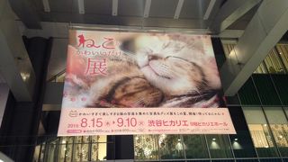 猫がかわいいだけ展