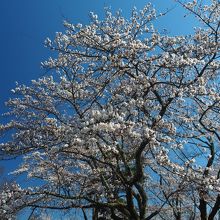 桜は見頃でした