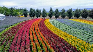 美しいお花畑「ファーム富田」