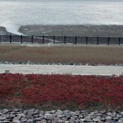 有明海のそばにはシチメンソウが咲きますが、今年は花の状態が悪かったです。