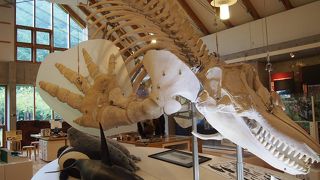 シャチの骨格標本には圧倒されます By Y 0236 知床国立公園羅臼ビジターセンターのクチコミ フォートラベル