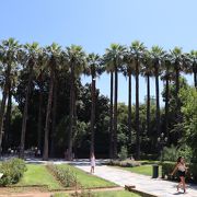 緑豊かな大きな公園