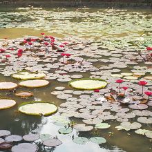 Lakeで、お花が咲いていました