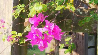 暑い日でしたがたくさん歩きました