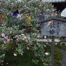 境内に植わっている散椿