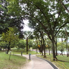 南国という自然の木々が生えています。