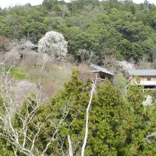 桜の中の如意輪寺