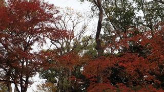 もみじ苑で御土居の上を歩く