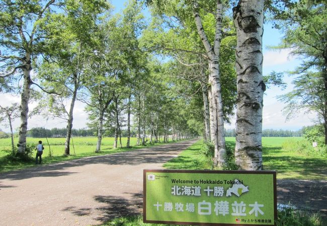 十勝牧場 白樺並木 クチコミ アクセス 営業時間 新得 芽室 士幌 フォートラベル