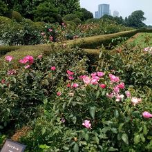 沢山の花が咲いていたバラ園