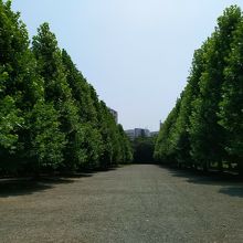 紅葉の時期にもう一度来てみたいポプラ並木