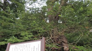 大きくひっそりと