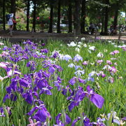 菖蒲が綺麗な公園