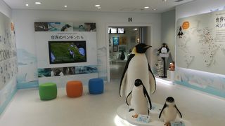 ペンギンミュージアムに行ってきました！